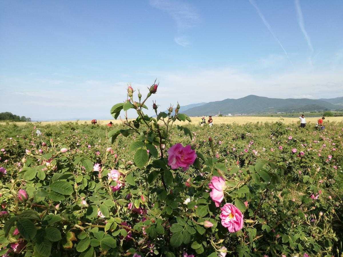 Popovi Koshari Guest House Dolno Panicherevo エクステリア 写真